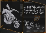 Red_2.png